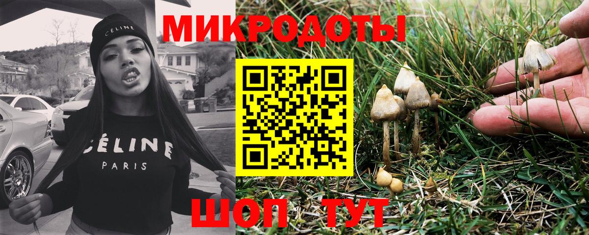 Галлюциногенные грибы Psilocybine cubensis Протвино
